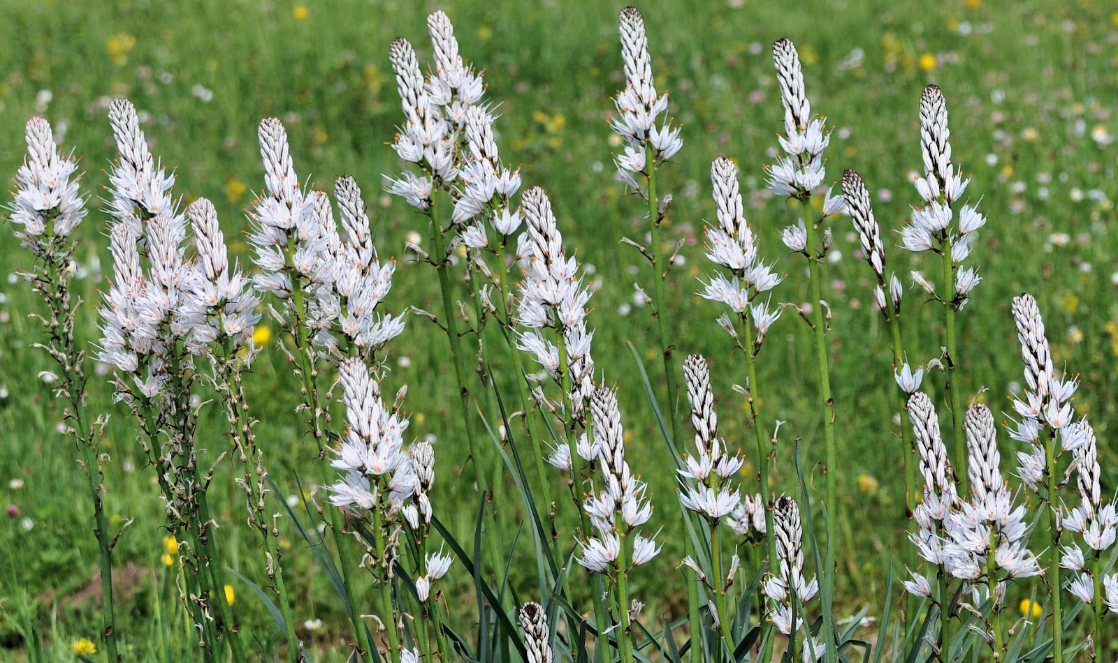 Asphodelus Albus